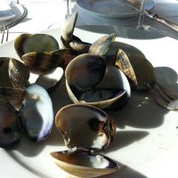 Palourdes, même les coquilles vides respirent l'iode et la fraîcheur