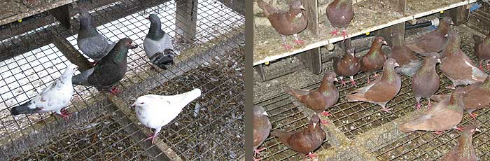 Les pigeons de Mesquer pigeons_mesquer