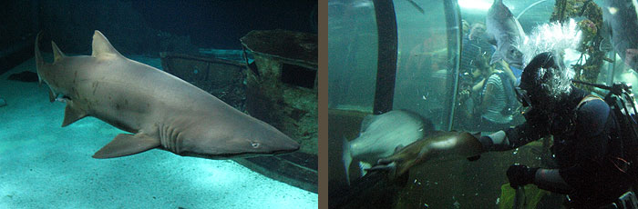 Océarium du Croisic - le bassin des requins - le tunnel ocearium_le_croisic