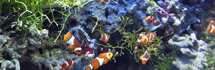 Océarium du Croisic - poissons clowns ocearium 3