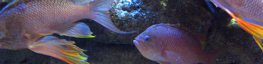 ocearium_2.jpg