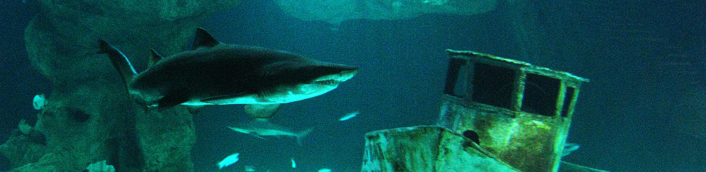 ocearium_3.jpg