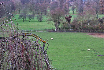 l'allée des Moutons vue du Trianon Palace trianon palace moutons